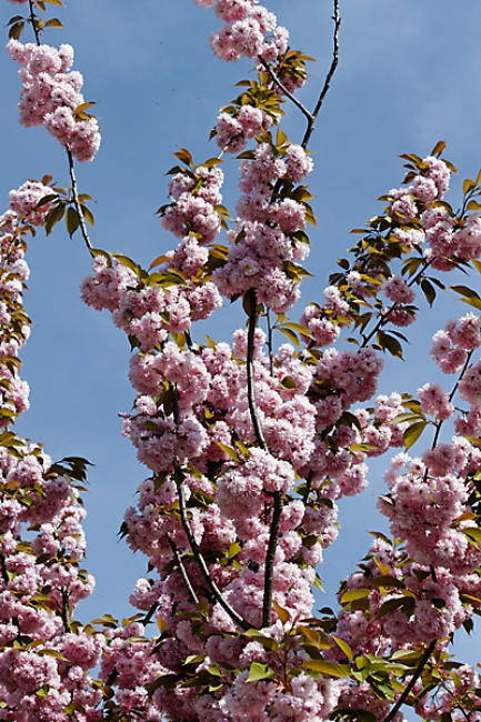 Jardin des Impressionnistes-007